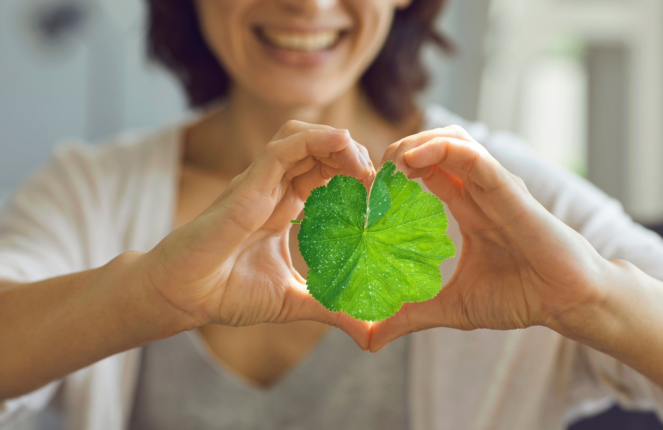 Frauenmantel – alles, was du über diese besondere Pflanze wissen musst